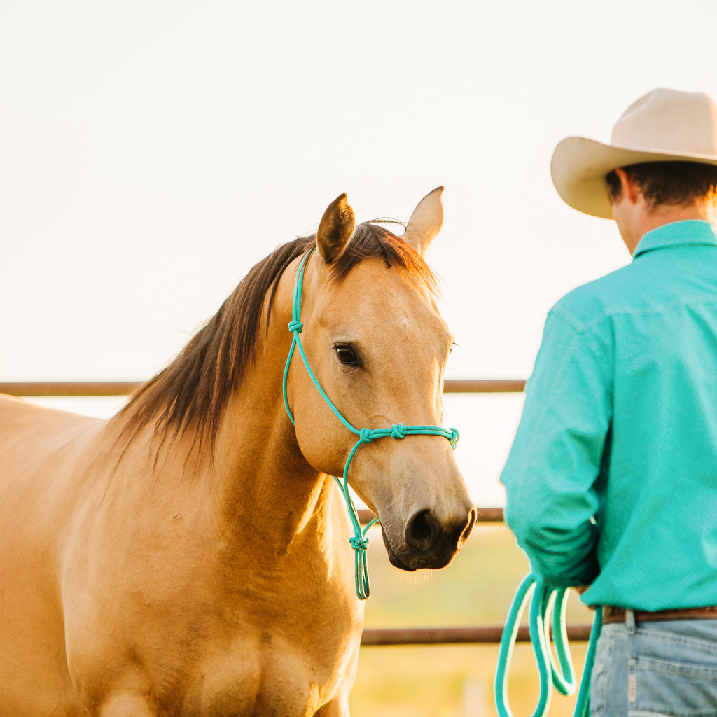 Stiff 4 Knot Clinician Training Halter